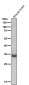 Anti-SOX2 Rabbit Monoclonal Antibody